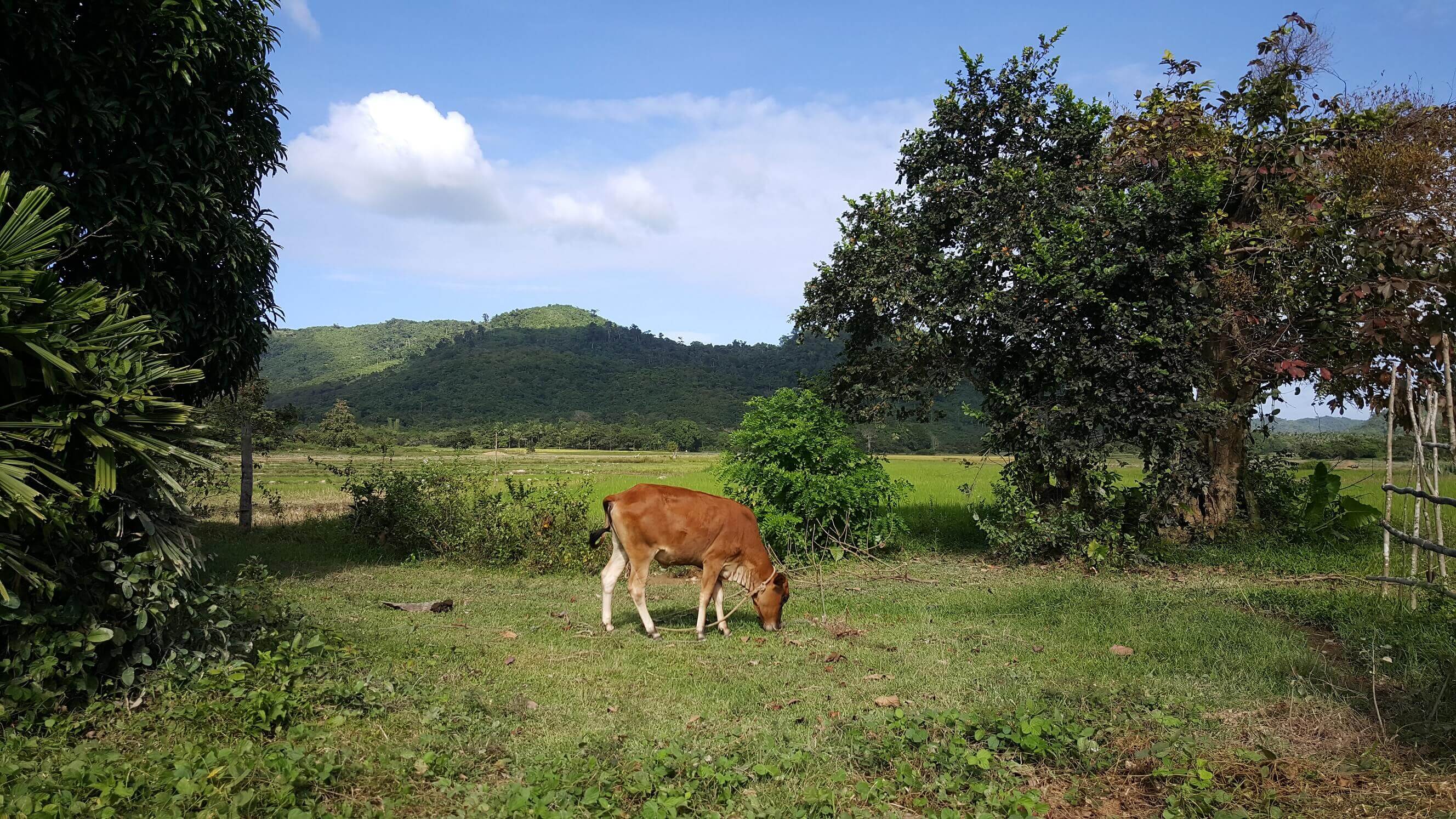 Vaca filipina